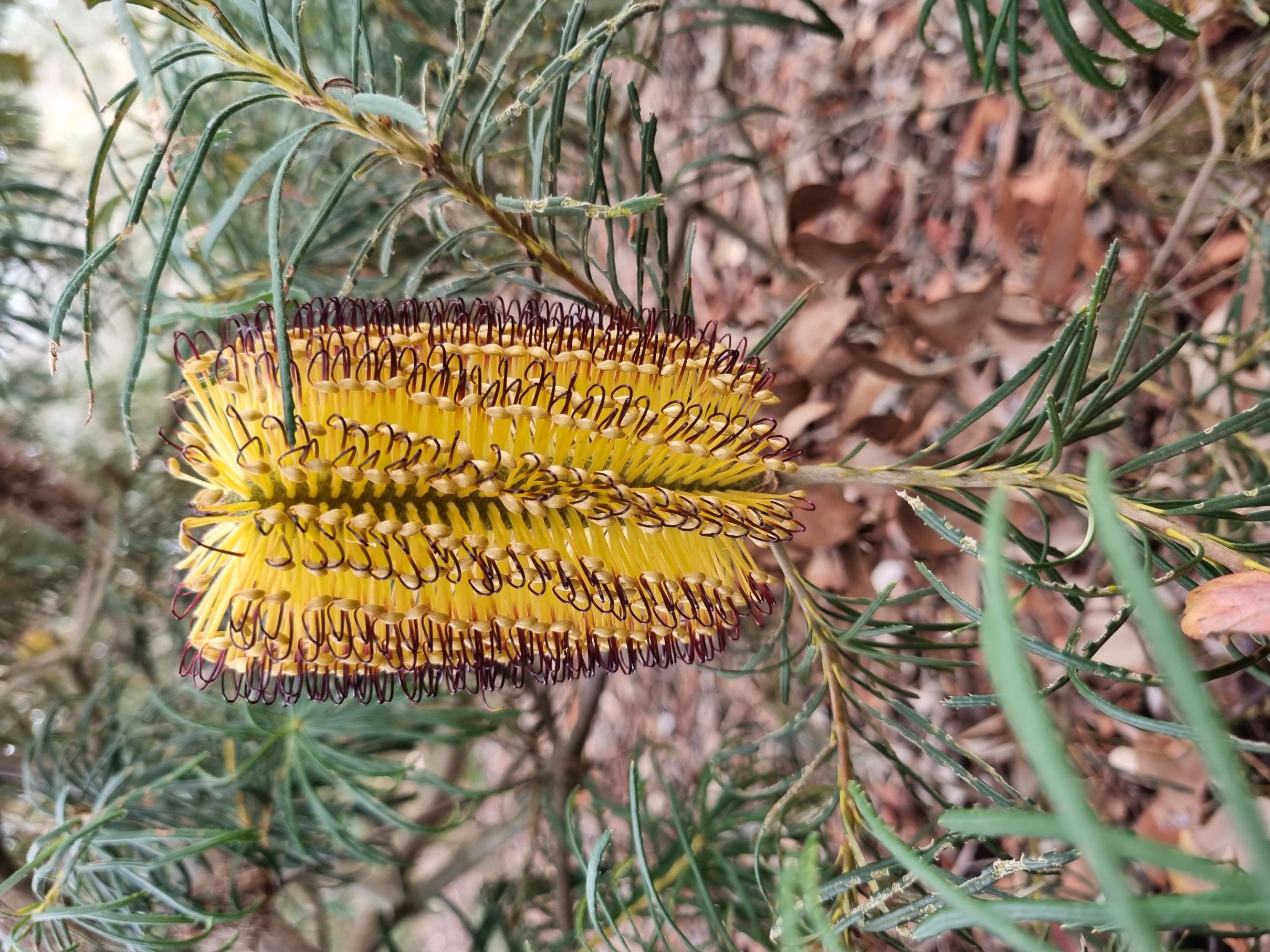 spinulosa